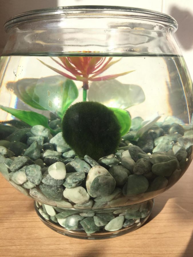 Viewpoint: Why You Should Get a Marimo Moss Ball