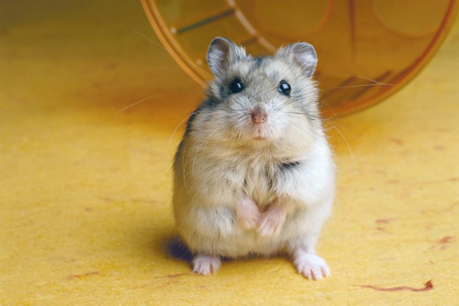 Viewpoint: Hamsters Looking To Scurry Into The Hearts of Students
