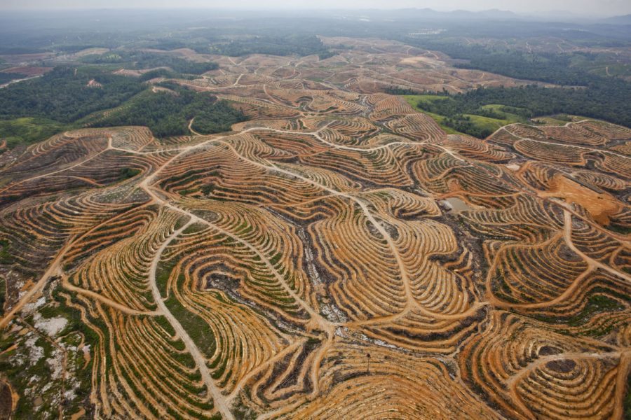 Opinion: Palm oil consumption in relation to deforestation – The Racquet Press