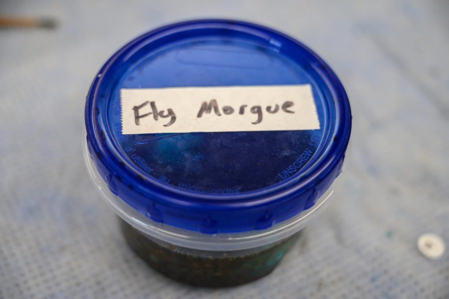 Fly Morgue in fruit fly lab.
