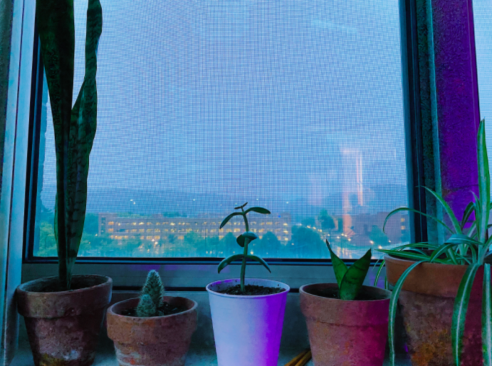 Plants sit on the window sill in Eagle Hall.