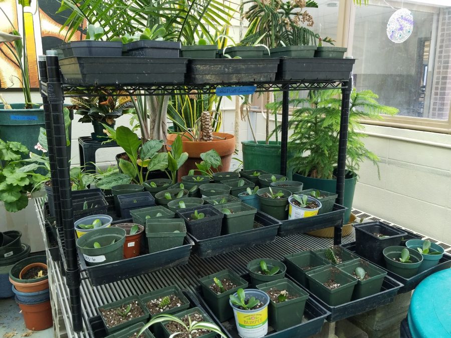 A photograph of plants on a shelf in the greenhouse.