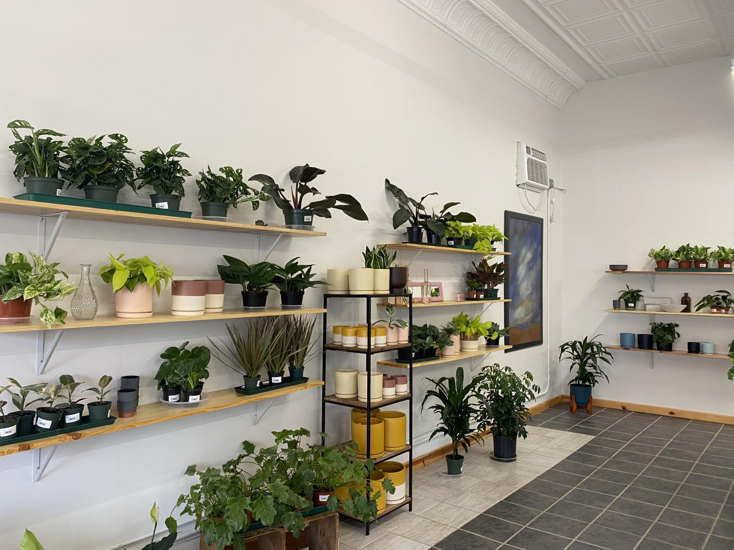 Local business owners showcase their plant shop: Another Green