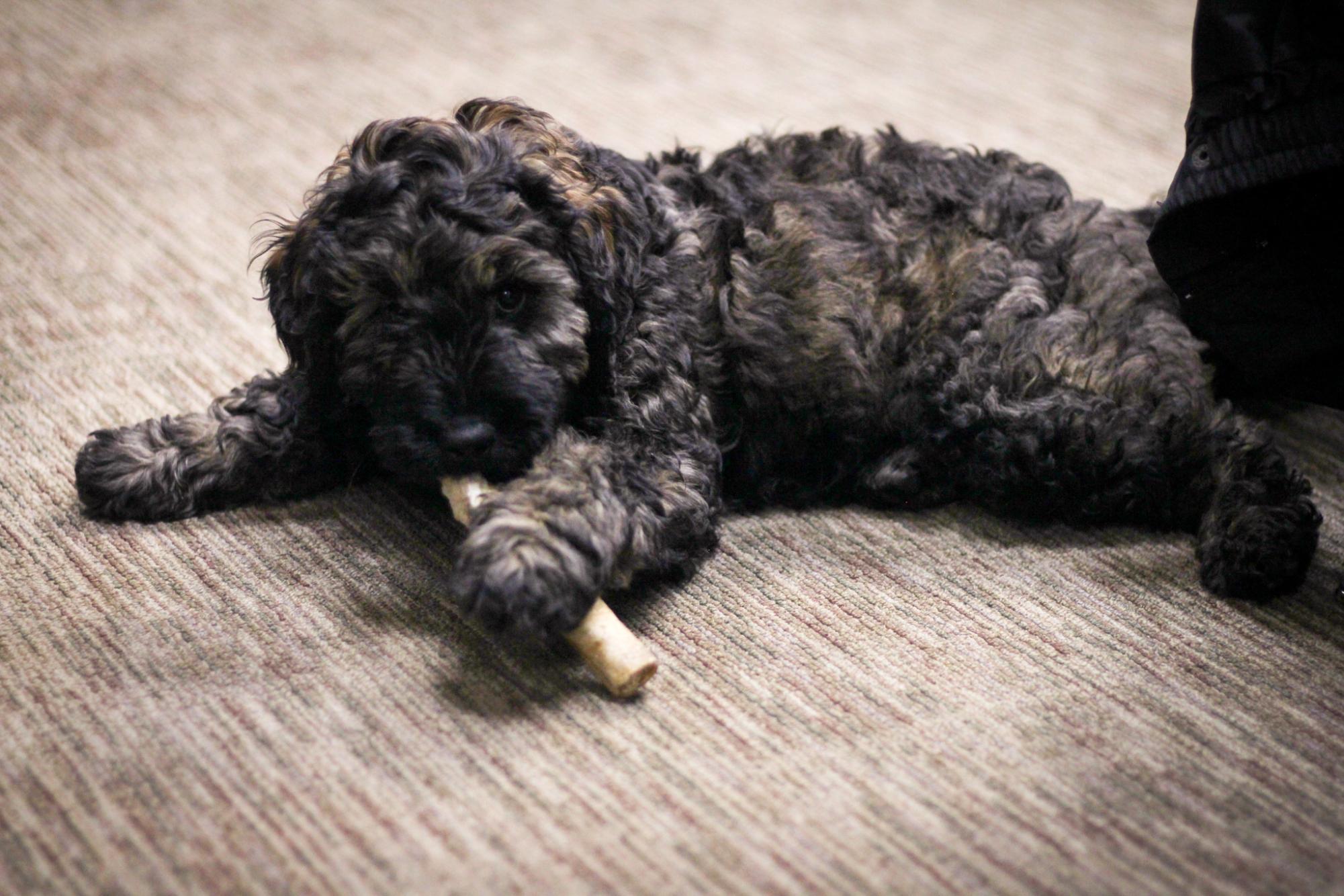 Bear with a bone. Photo by Trinity Rietmann. 